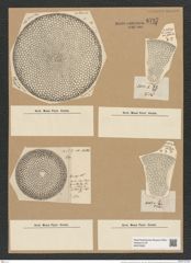 Coscinodiscus crassus Bail (de-Toni-Nr.: Genus 202, Species 5016) Zeichnungen Sammlung Grunow Nr. 8727 (NHMW-BOT-W0378305)